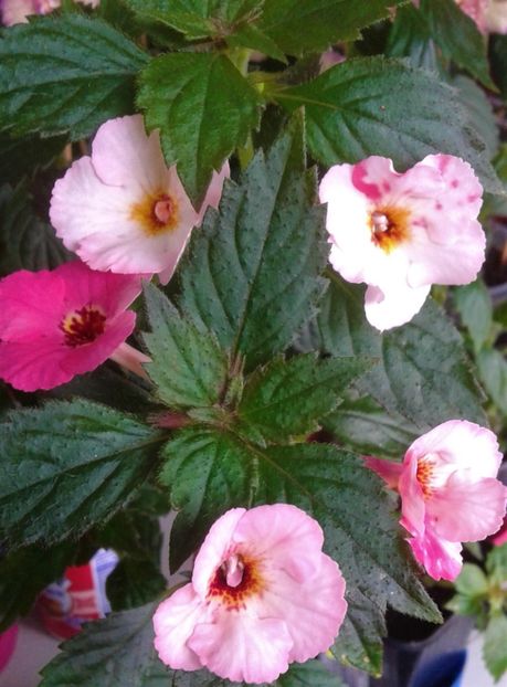  - achimenes 007 iem1985 2020
