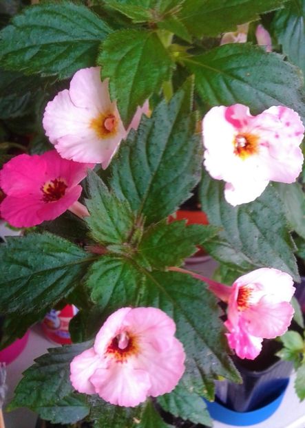  - achimenes 007 iem1985 2020