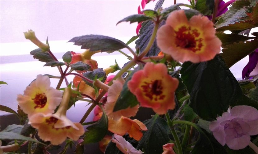  - achimenes 007 iem1985 2020
