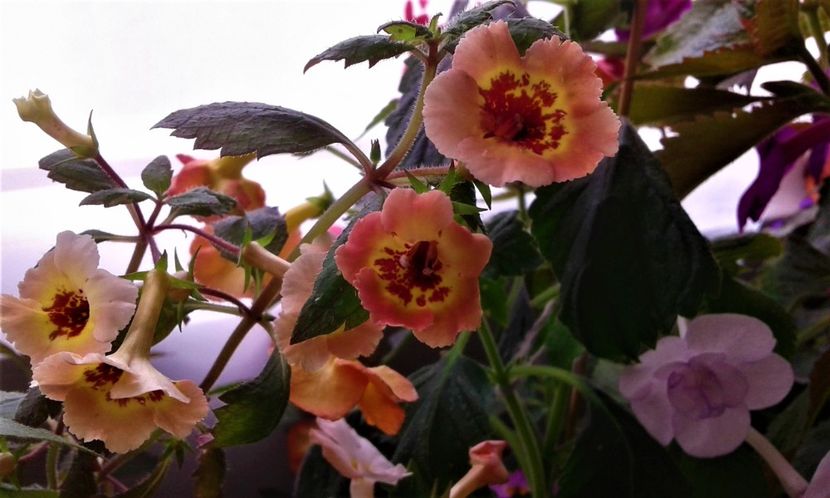  - achimenes 007 iem1985 2020