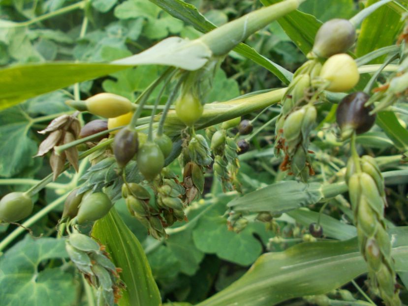  - SEMINTE LACRIMA LUI IOV -D 149 Coix Lachryma-Jobi