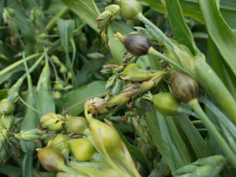  - SEMINTE LACRIMA LUI IOV -D 149 Coix Lachryma-Jobi