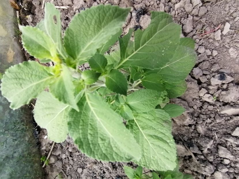  - SEMINTE BUSUIOC - D 158 TULSI VANA