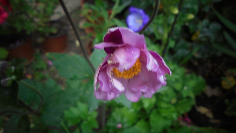 Multe multumiri! - Culori 2020