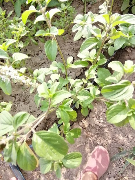  - SEMINTE BUSUIOC - D 153 KAPURA TULSI