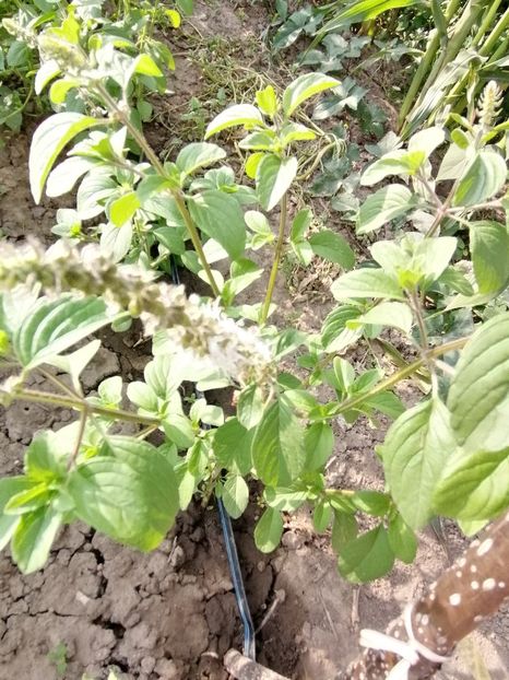  - SEMINTE BUSUIOC - D 153 KAPURA TULSI