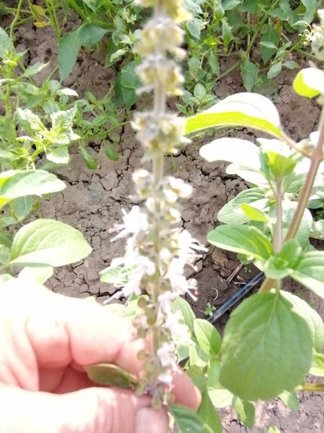  - SEMINTE BUSUIOC - D 153 KAPURA TULSI