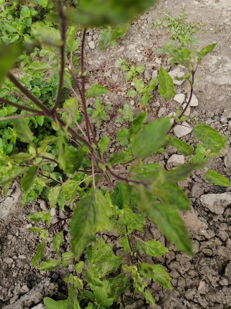  - SEMINTE BUSUIOC - D 157 TULSI RAMA