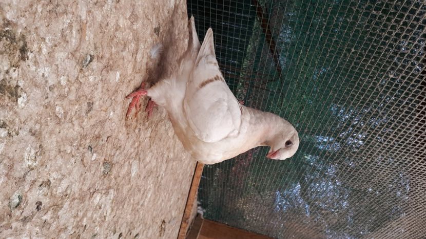 Aha 2020 - Tineret AGH 2020