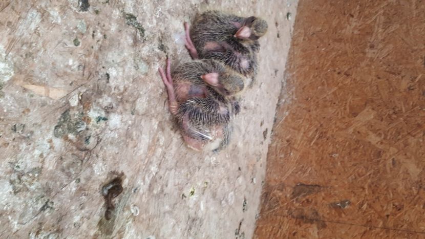 AGH 2020 - Tineret AGH 2020