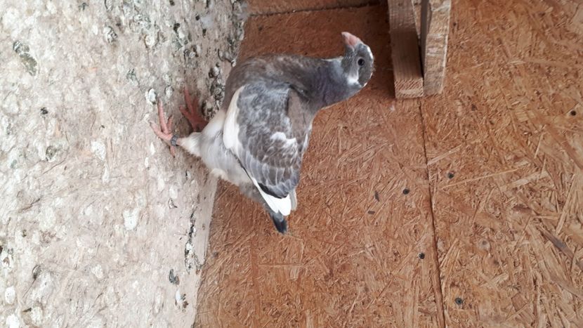 AGH2020 - Tineret AGH 2020