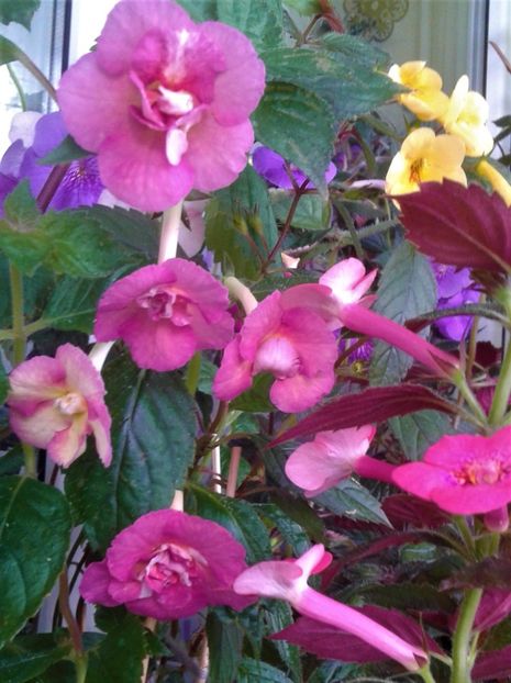  - 000013 ACHIMENES