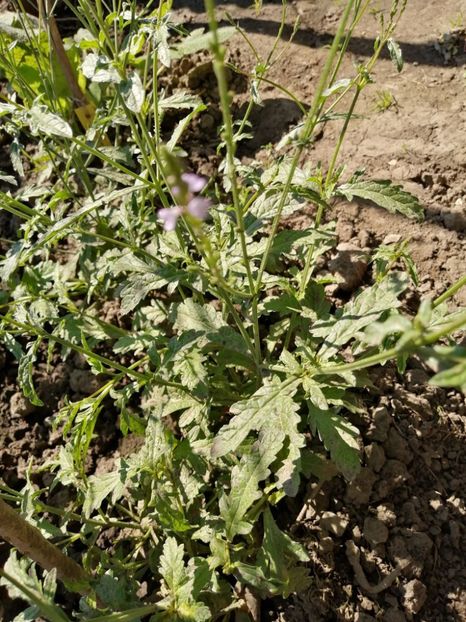  - SEMINTE VERBINA - D 185 Sporis - verbena officinalis