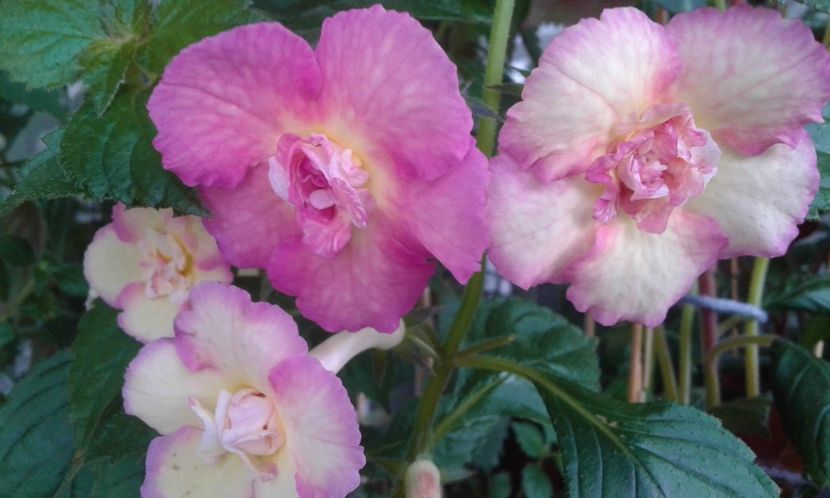  - 000013 ACHIMENES