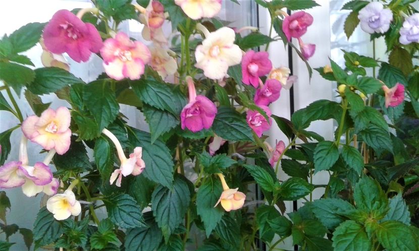  - 000013 ACHIMENES