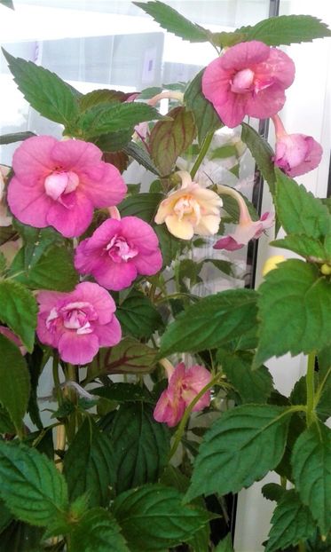  - 000013 ACHIMENES
