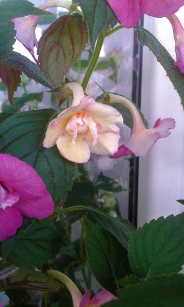  - 000013 ACHIMENES