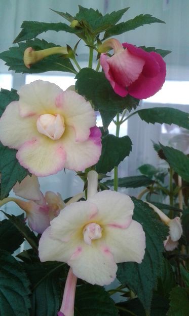 - 000013 ACHIMENES