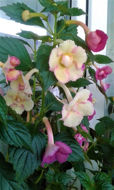  - 000013 ACHIMENES