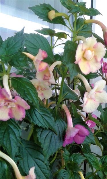  - 000013 ACHIMENES
