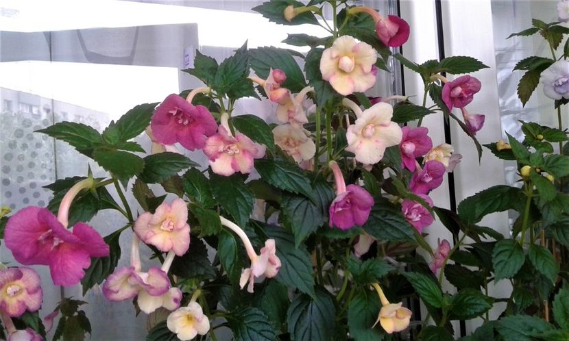  - 000013 ACHIMENES