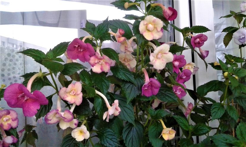  - 000013 ACHIMENES