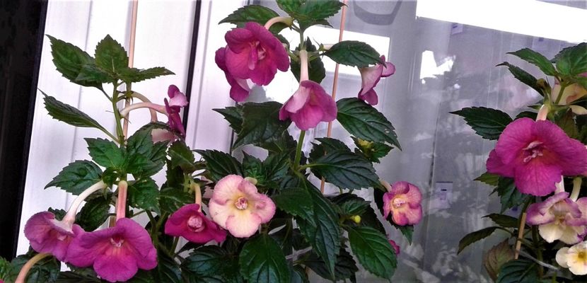  - 000013 ACHIMENES