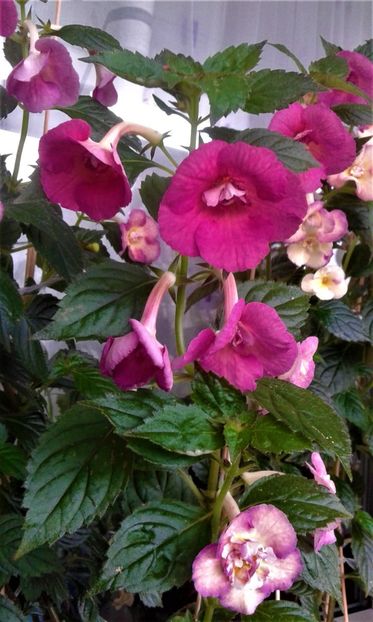  - 000013 ACHIMENES