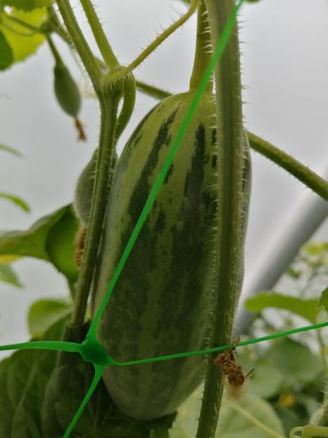  - SEMINTE CASTRAVETI - D 133 SAMBAR CUCUMBER