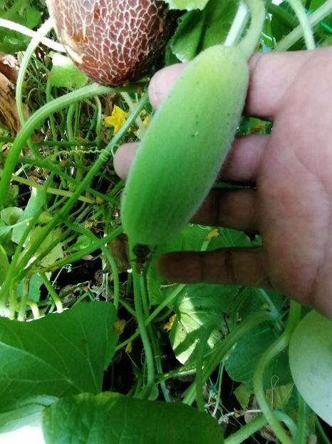  - SEMINTE CASTRAVETI - D 133 SAMBAR CUCUMBER