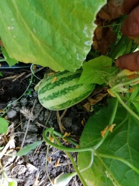 - SEMINTE CASTRAVETI - D 133 SAMBAR CUCUMBER