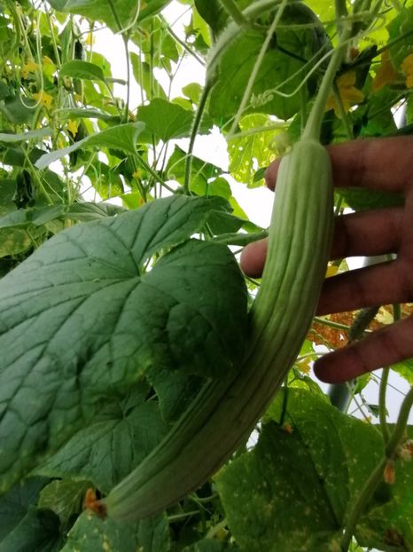  - SEMINTE CASTRAVETI ARMENIAN