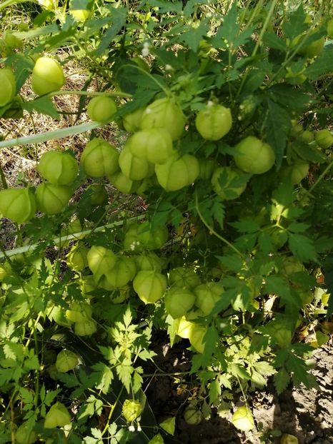  - SEMINTE PLANTA CU BALOANE - D 170 CARDIOSPERMUM HALICACABUM