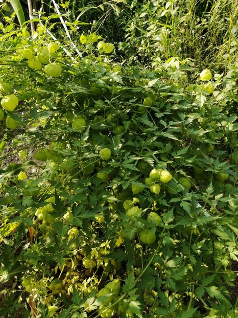  - SEMINTE PLANTA CU BALOANE - D 170 CARDIOSPERMUM HALICACABUM