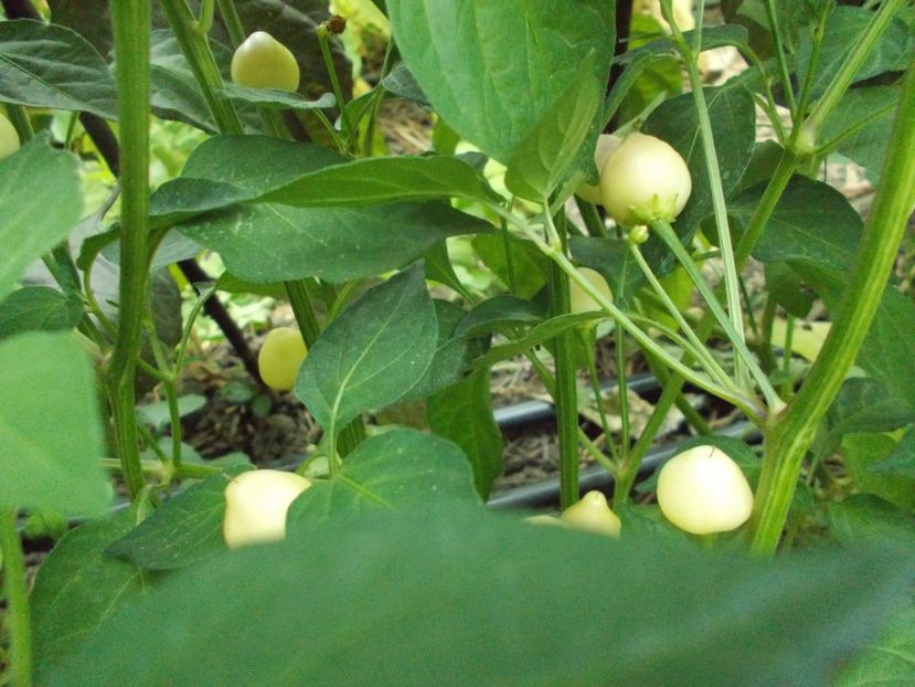  - SEMINTE ARDEI IUTE - AI 65 BARRA DO RIBEIRO - NEIZOLAT