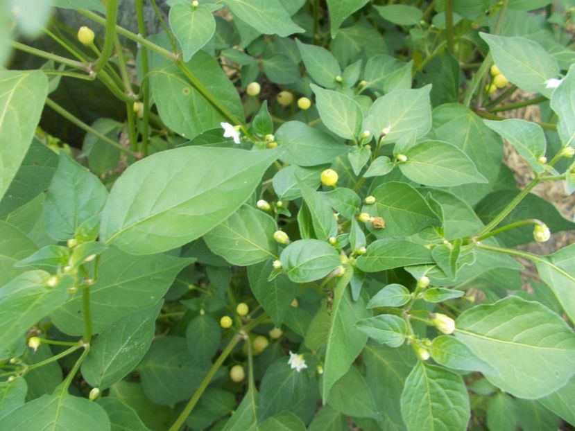  - SEMINTE ARDEI IUTE - AI 65 BARRA DO RIBEIRO - NEIZOLAT