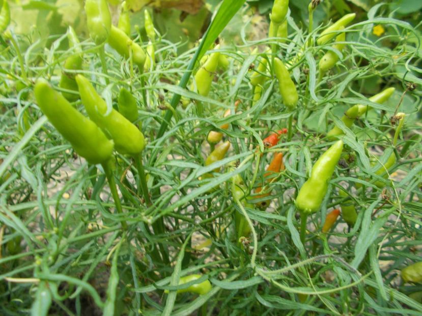  - SEMINTE ARDEI IUTE - AI 83 MUTANT XION 2