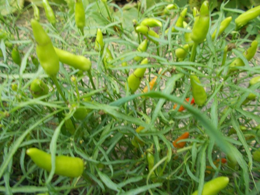  - SEMINTE ARDEI IUTE - AI 83 MUTANT XION 2