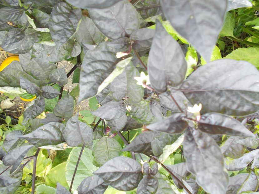  - SEMINTE ARDEI IUTE - AI 93 PINK TIGER X REAPER PEACH PHENO - NEIZOLAT