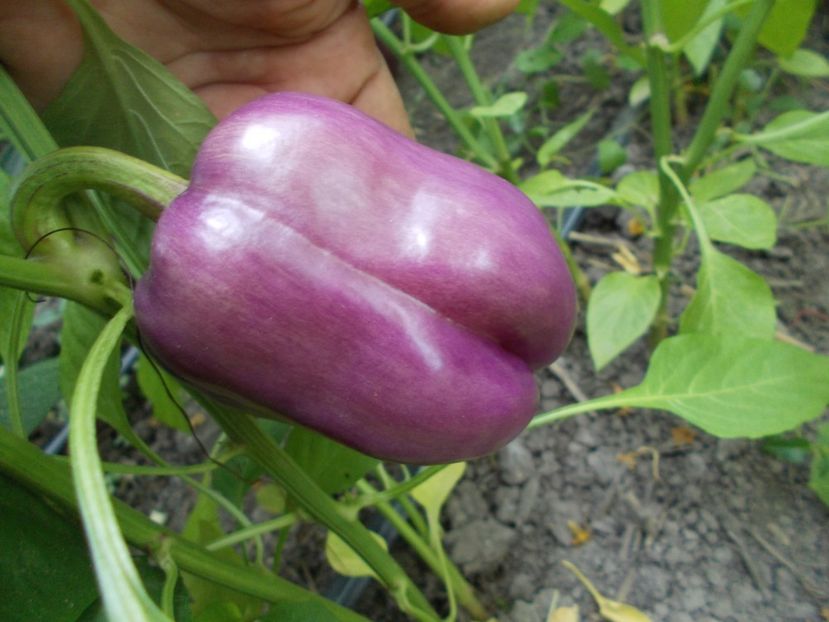  - SEMINTE ARDEI - A 33 VIOLET MIST PAPRIKA