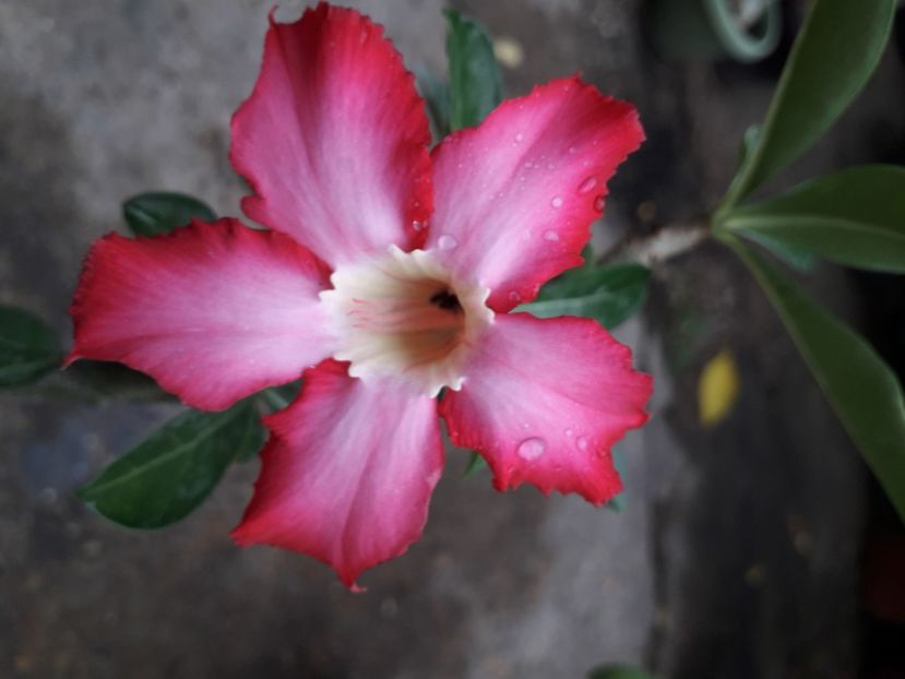  - No namme 4 Lunganul