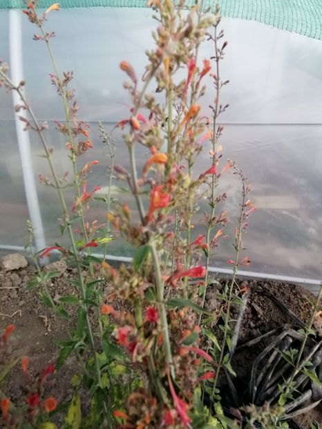  - Z SEMINTE AGASTACHE - APRICOT SUNRISE - D