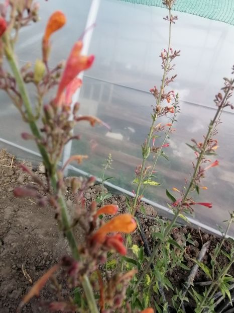  - Z SEMINTE AGASTACHE - APRICOT SUNRISE - D