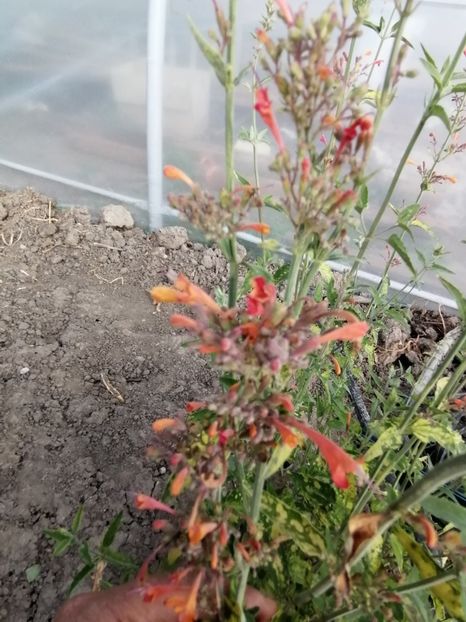  - Z SEMINTE AGASTACHE - APRICOT SUNRISE - D