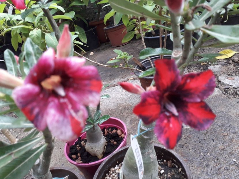  - Adenium