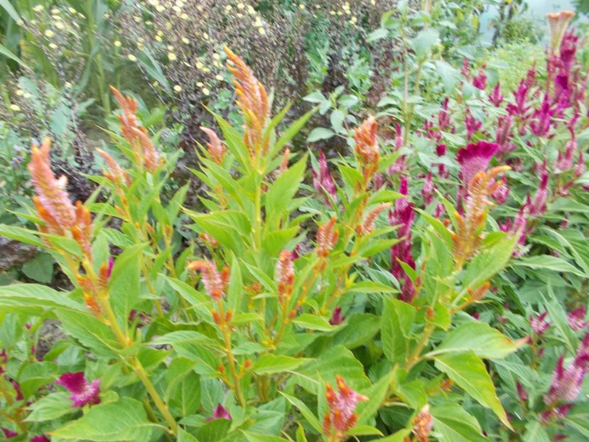  - SEMINTE CREASTA COCOSULUI - D 139 CELOSIA PLUMOSA