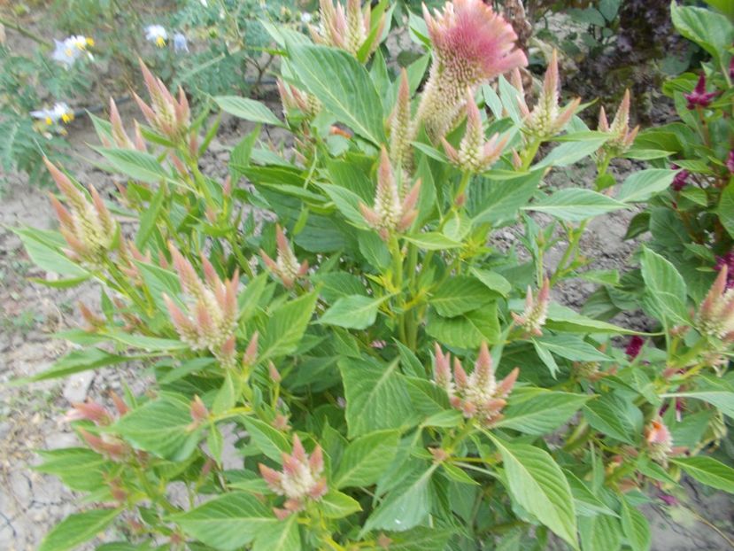  - SEMINTE CREASTA COCOSULUI - D 139 CELOSIA PLUMOSA