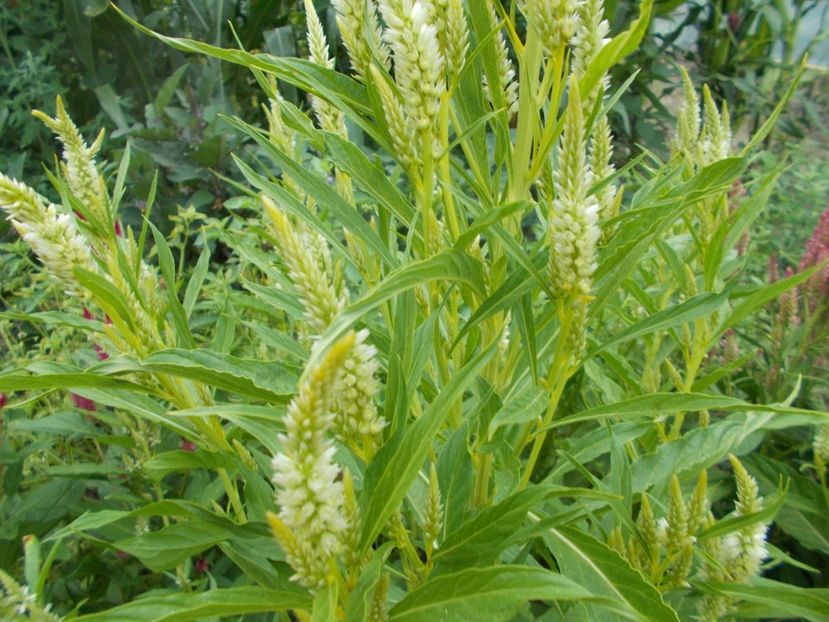  - SEMINTE CREASTA COCOSULUI - D 139 CELOSIA PLUMOSA