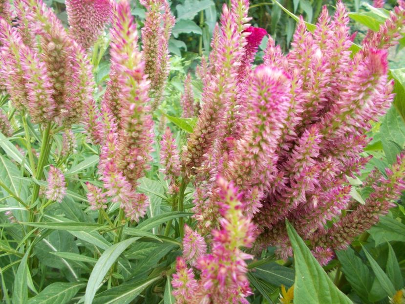  - SEMINTE CREASTA COCOSULUI - D 139 CELOSIA PLUMOSA