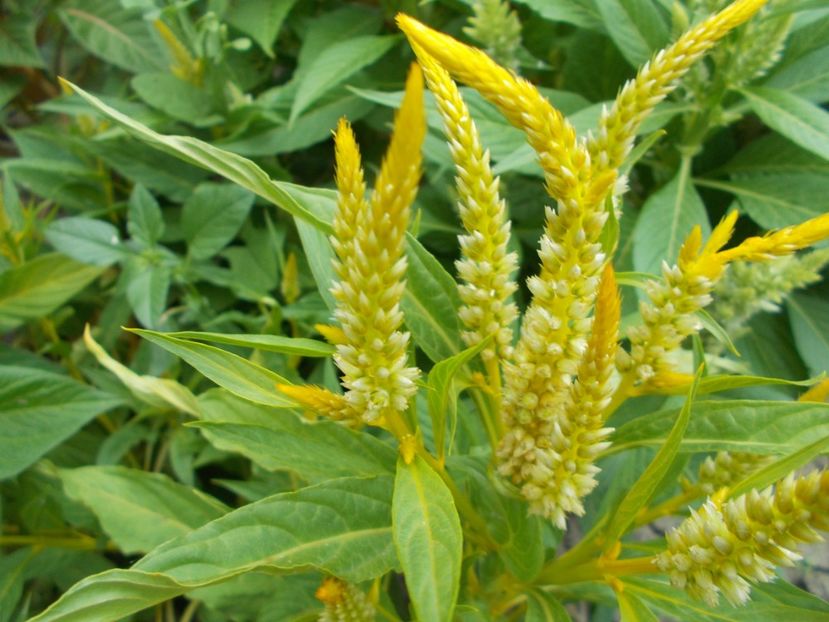  - SEMINTE CREASTA COCOSULUI - D 139 CELOSIA PLUMOSA